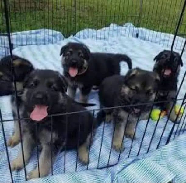 German Shepherd Puppies for Sale Male and Female only for Family 8