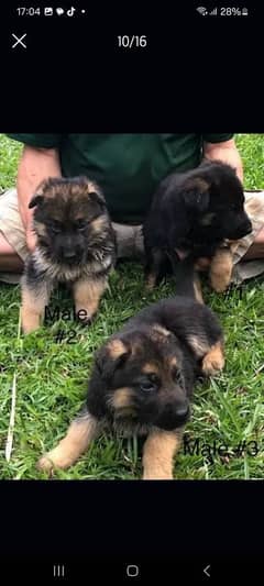 German Shepherd Puppies for Sale Male and Female offer only for Family