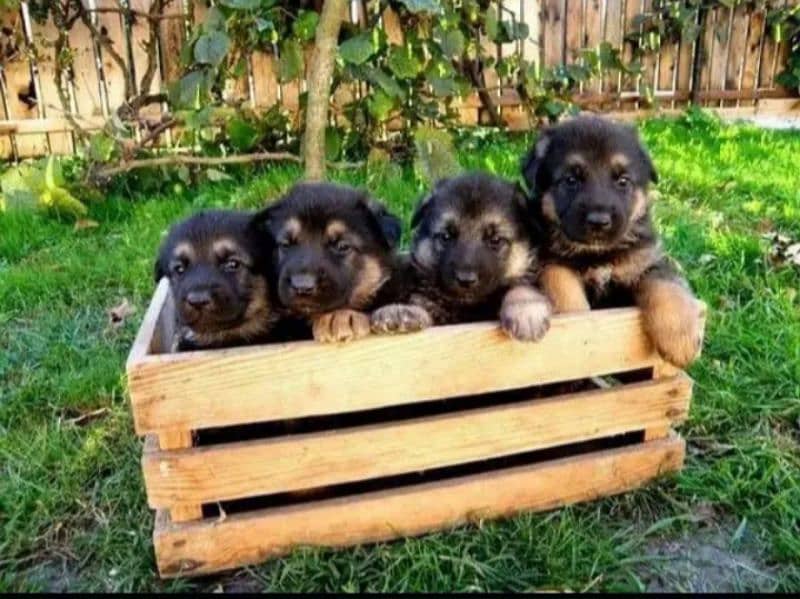 German Shepherd Puppies for Sale Male and Female only for Family 10