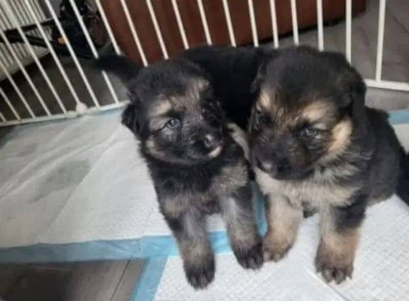 German Shepherd Puppies for Sale Male and Female only for Family 11