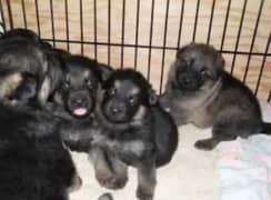 German Shepherd Puppies for Sale Male and Female only for Families