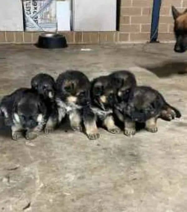 German Shepherd Puppies for Sale Male and Female only for Family 13