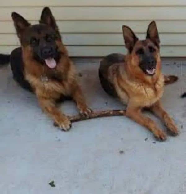 German Shepherd Puppies for Sale Male and Female only for Family 14