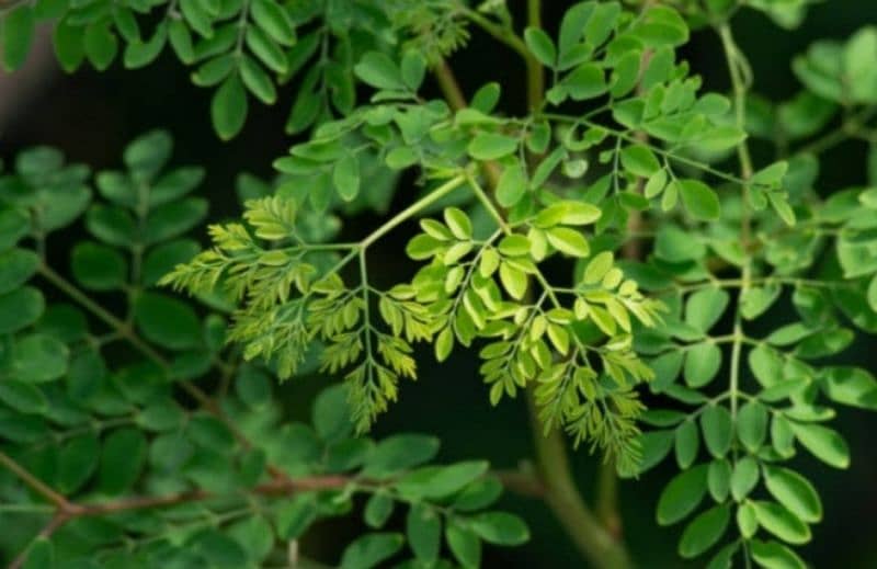 moranga powder capsules and leaves 1