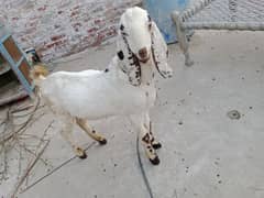 goats for sell