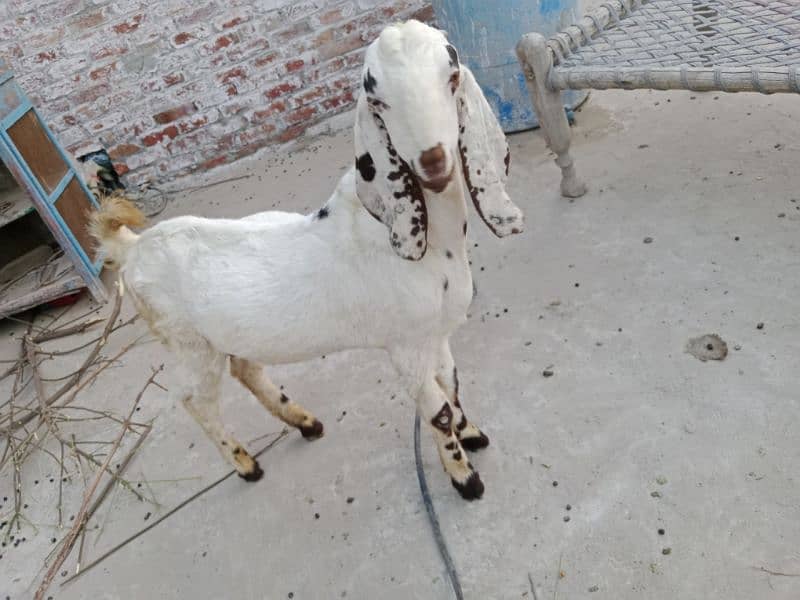 goats for sell 0