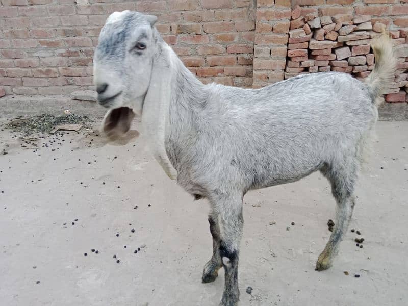 goats for sell 1