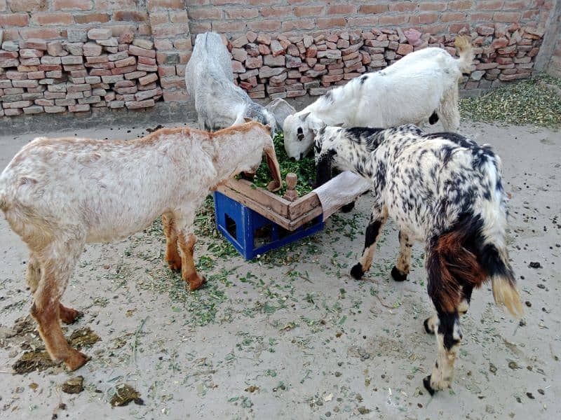 goats for sell 2