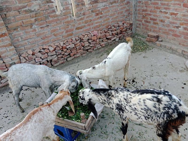 goats for sell 3