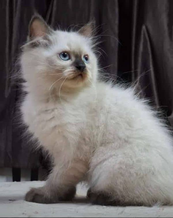 Himalayan female kitten ocean blue eyes 2 months old 0