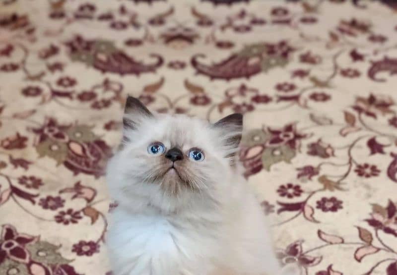 Himalayan female kitten ocean blue eyes 2 months old 1