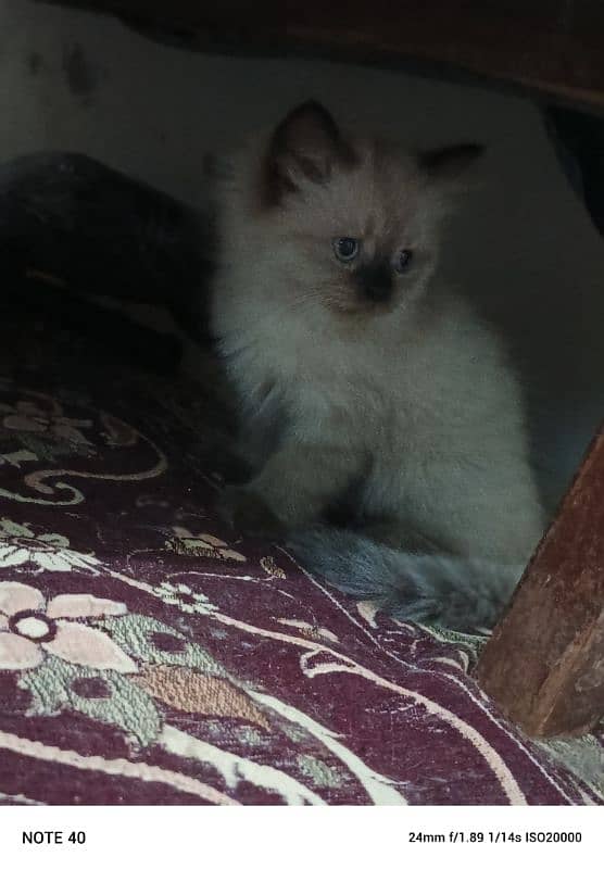 Himalayan female kitten ocean blue eyes 2 months old 2