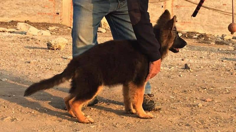 TOP QUALITY GERMAN SHEPHERD PUPPY AVAILABLE FOR SALE 0