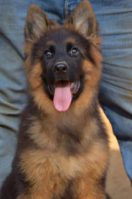 TOP QUALITY GERMAN SHEPHERD PUPPY AVAILABLE FOR SALE 1