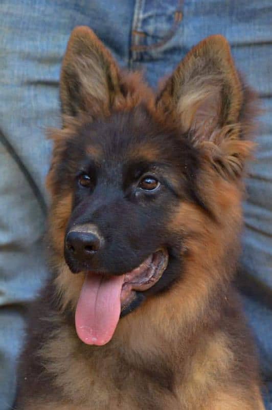 TOP QUALITY GERMAN SHEPHERD PUPPY AVAILABLE FOR SALE 2