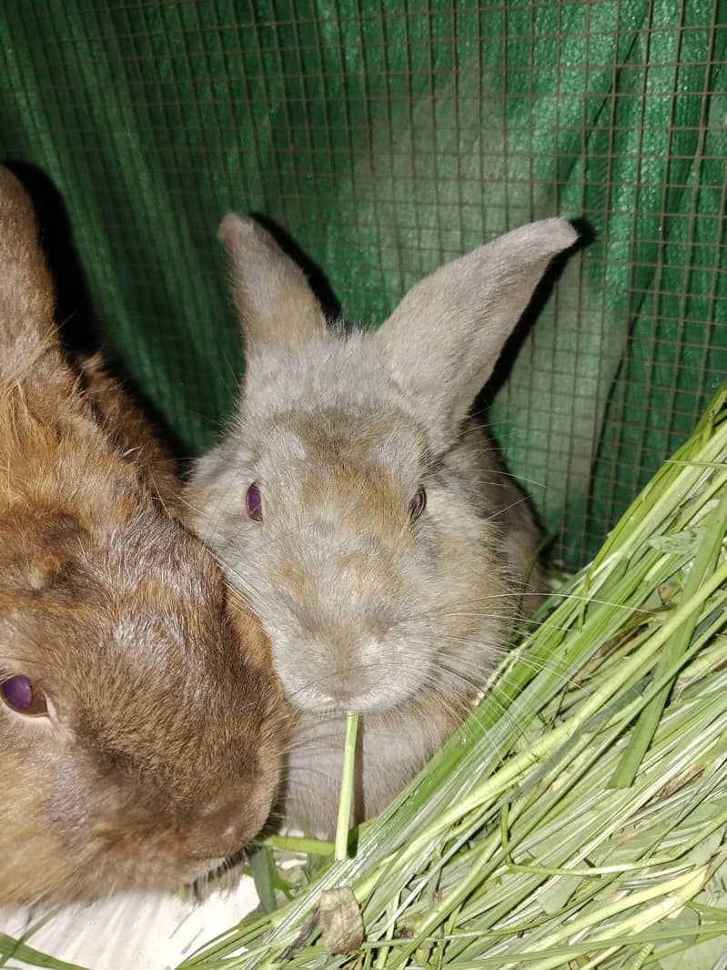 Lionhead Rabbit 0