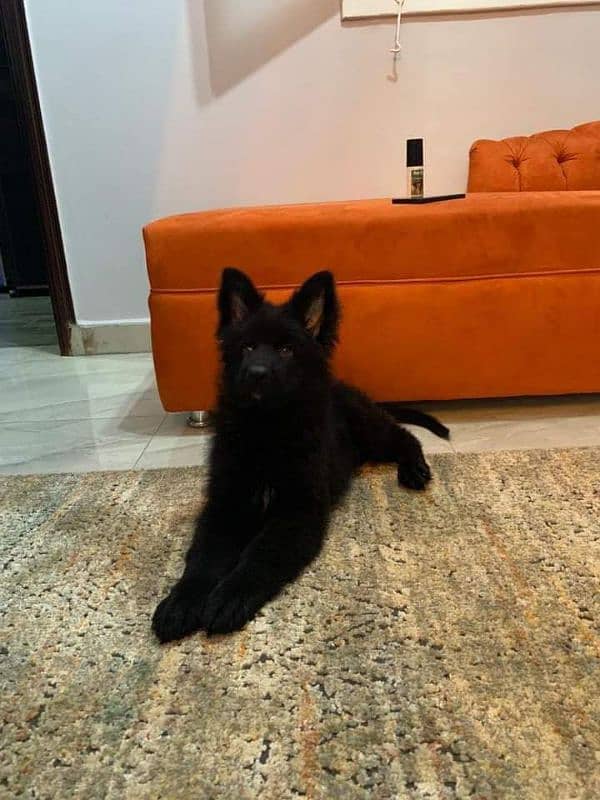 BLACK GERMAN SHEPHERD PUPPY AVAILABLE FOR SALE 0