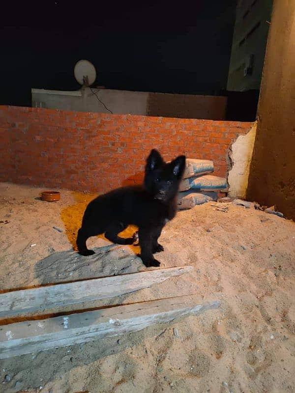 BLACK GERMAN SHEPHERD PUPPY AVAILABLE FOR SALE 1