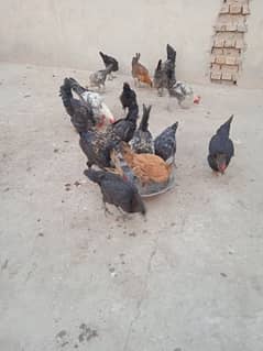 Healthy Hens for sale