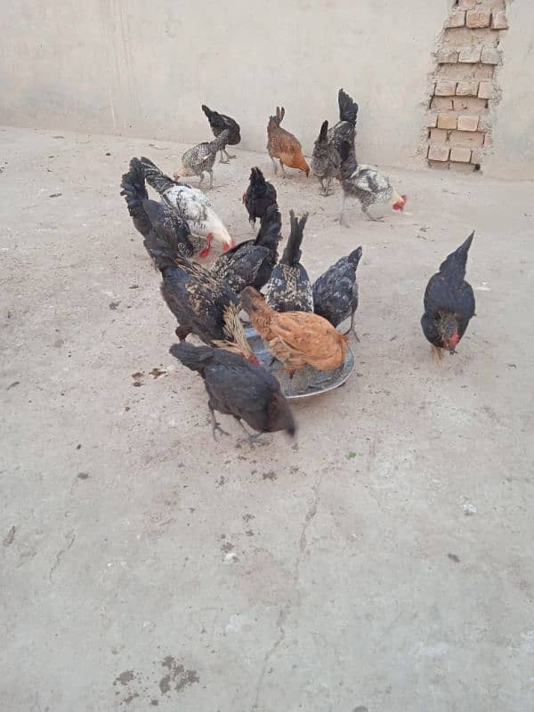 Healthy Hens for sale 0