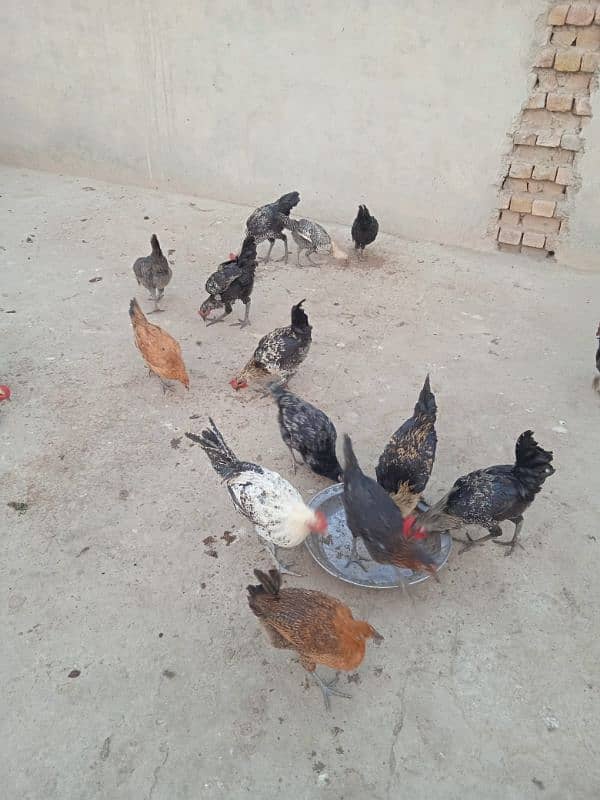 Healthy Hens for sale 1