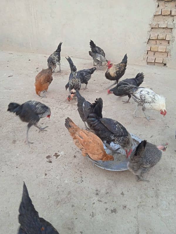 Healthy Hens for sale 2