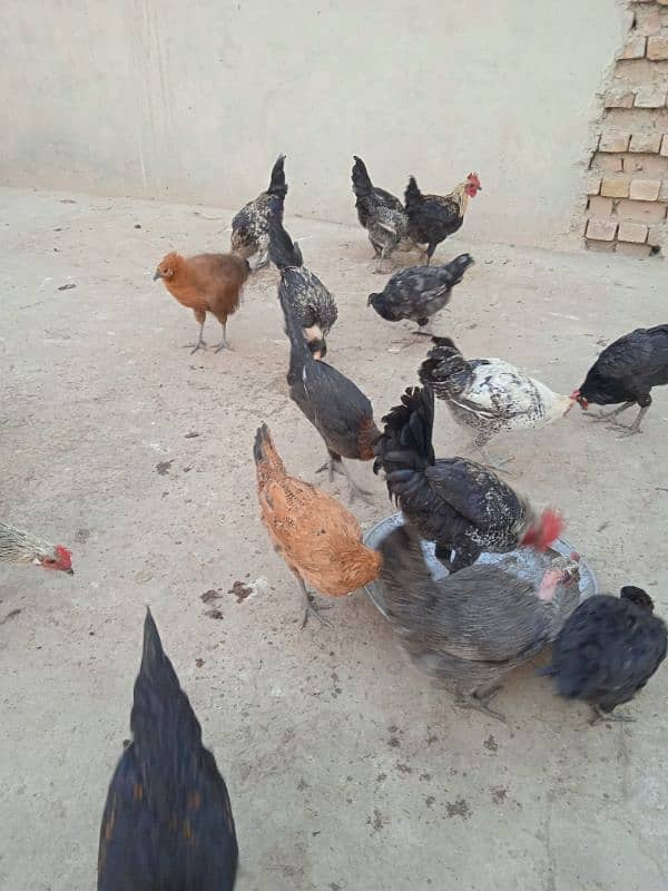 Healthy Hens for sale 3