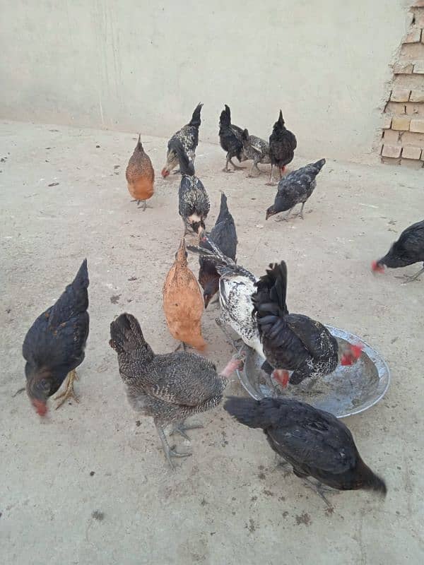 Healthy Hens for sale 4