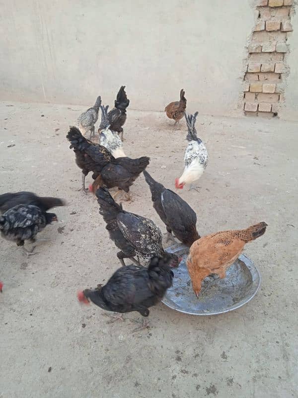 Healthy Hens for sale 5