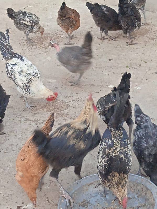 Healthy Hens for sale 6