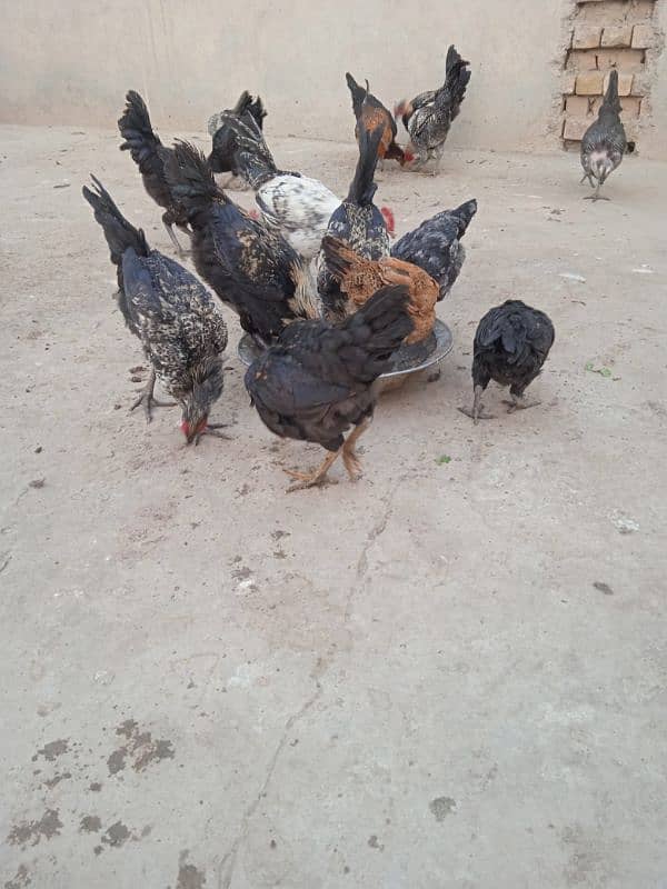 Healthy Hens for sale 7