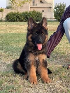 LONG COATED GERMAN SHEPHERD PUPPY AVAILABLE FOR SALE