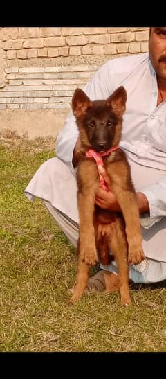 German shepherd double coat feamle for sale