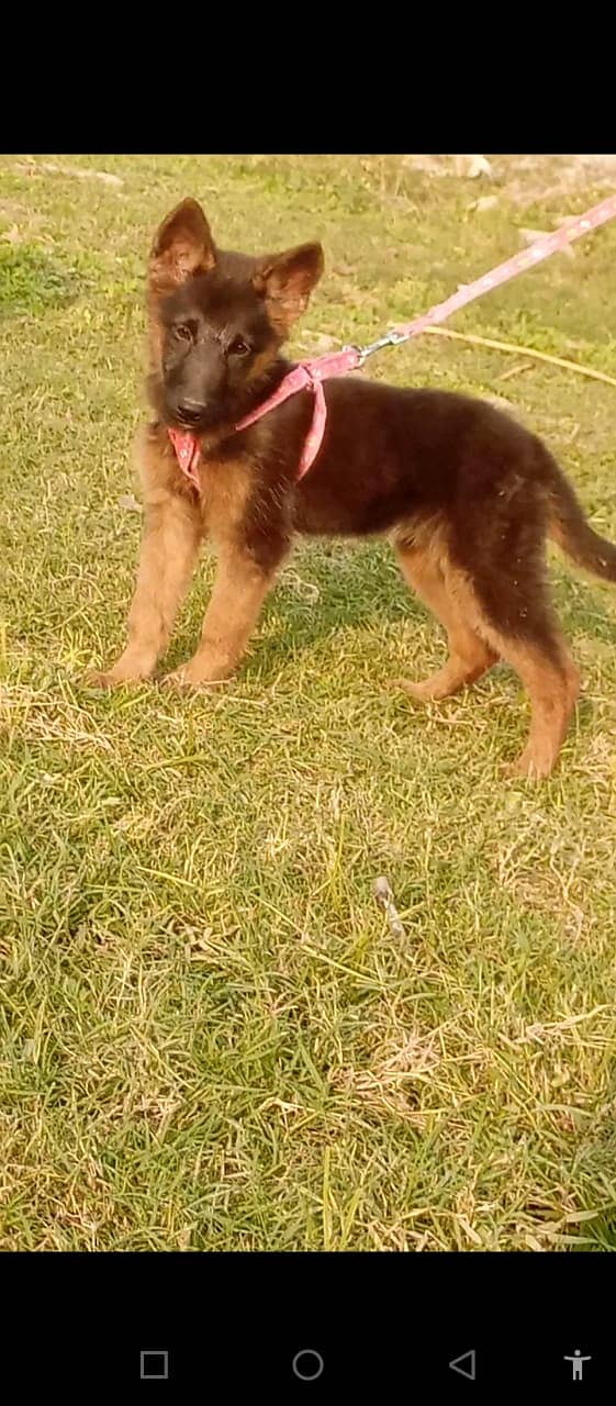 German shepherd double coat feamle for sale 1