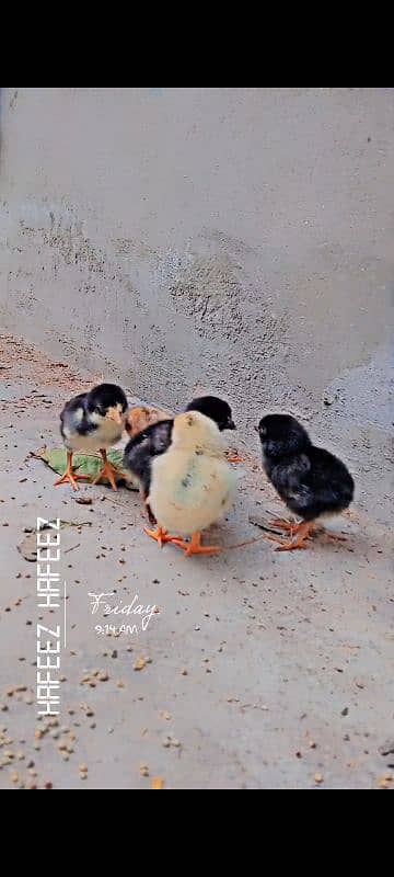 These chicks are of 2day age 0