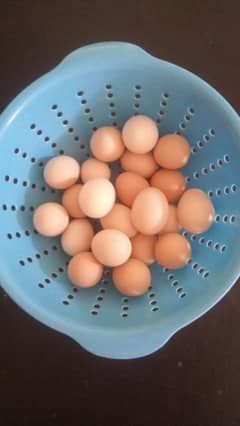 desi fresh ghar k eggs