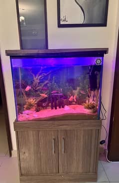 Fish Aquarium