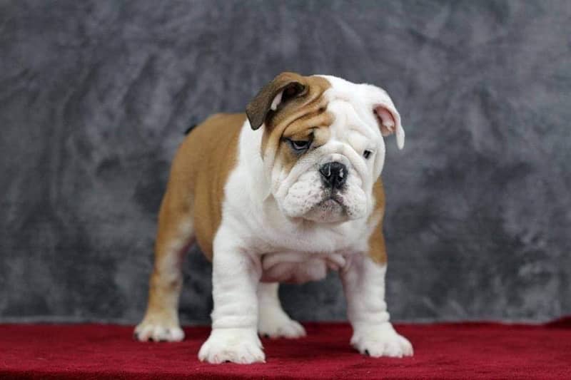 English bulldog imported pedigree puppy available for sale 2