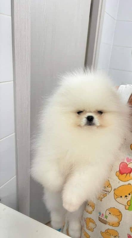 IMPORTED TEA CUP POMERANIAN PUPPIES AVAILABLE FOR SALE 0