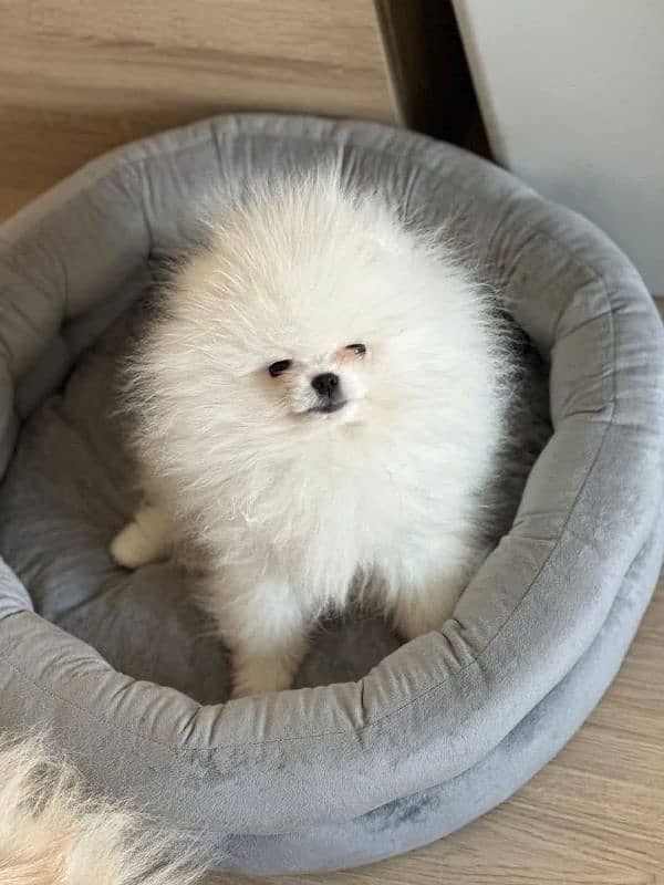 IMPORTED TEA CUP POMERANIAN PUPPIES AVAILABLE FOR SALE 1