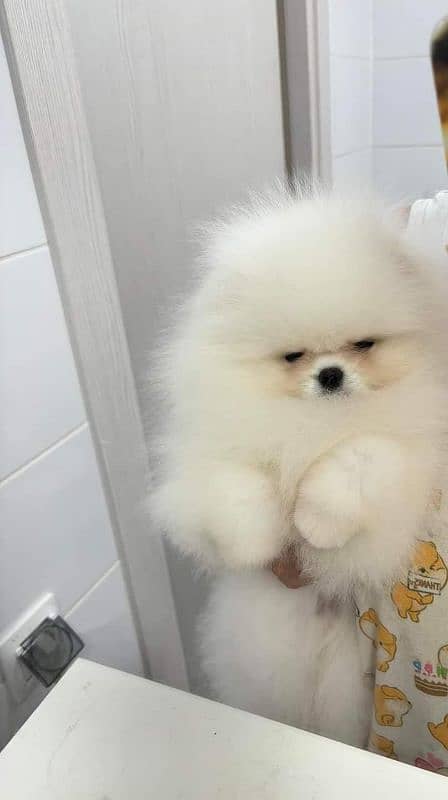 IMPORTED TEA CUP POMERANIAN PUPPIES AVAILABLE FOR SALE 2