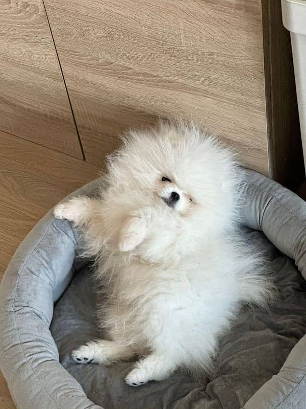 IMPORTED TEA CUP POMERANIAN PUPPIES AVAILABLE FOR SALE 3