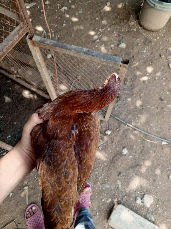 Aseel mix phatya. /Brahma Buff Colombian Female. / Duck male 4