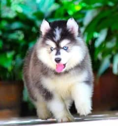 TOP QUALITY SIBERIAN HUSKY PUPPIES AVAILABLE FOR SALE