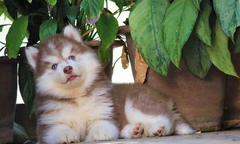 TOP QUALITY SIBERIAN HUSKY PUPPIES AVAILABLE FOR SALE 3