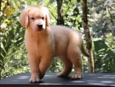 IMPORTED GOLDEN RETRIEVER PUPPIES AVAILABLE FOR SALE