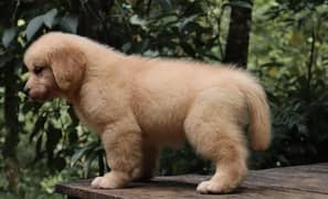 IMPORTED GOLDEN RETRIEVER PUPPIES AVAILABLE FOR SALE