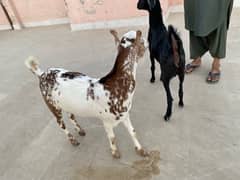 Goats pair for sale