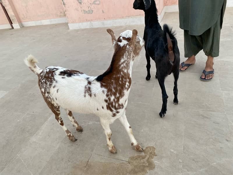 Goats pair for sale 0