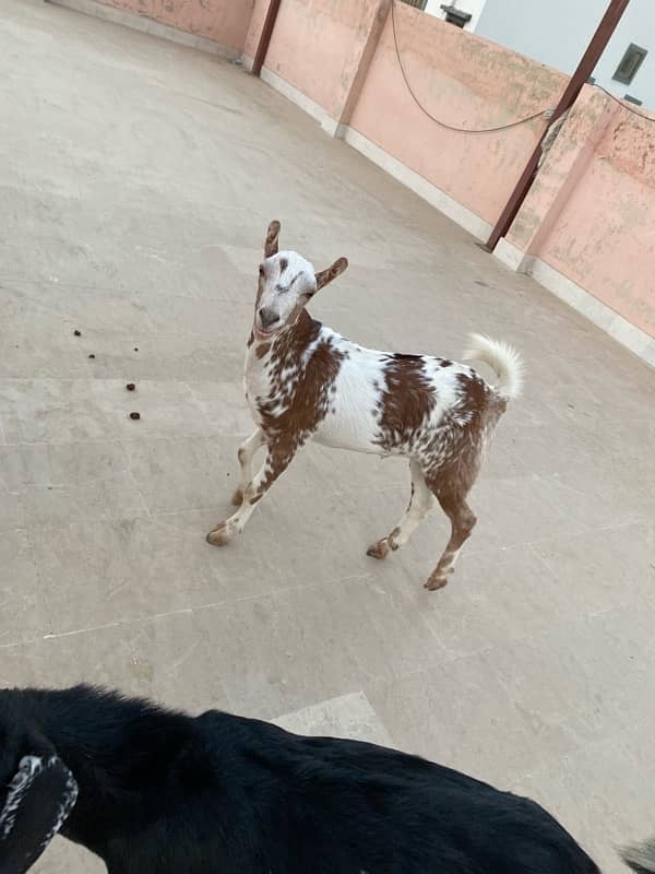 Goats pair for sale 2